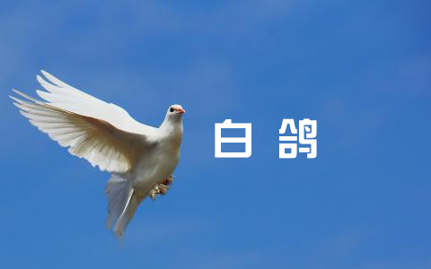 白鸽吉他谱 C调_风华艺校刘传编配版本_伍佰