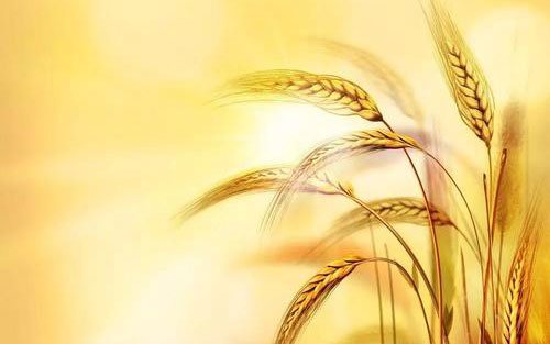 一粒麦子吉他谱 C调附前奏_吉他吧编配_小羊诗歌