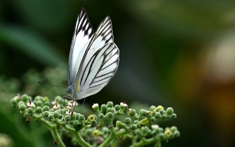 《棠梨煎雪》尤克里里谱指弹谱_银临